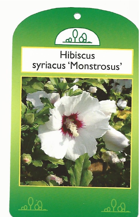 Hibiscus syriacus monstrosus 0001.jpg